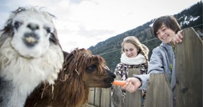 Alpacas in the petting zoo