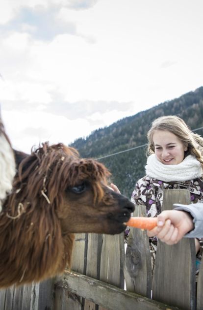 Alpacas in the petting zoo