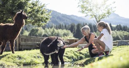 Lamas im Streichelzoo