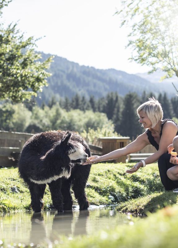 Lamas im Streichelzoo